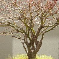 モミジ,鉢植え,苔,花,ベランダの画像