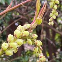 ナズナ,菜の花,キブシ,春を告げる花,平和を願うの画像