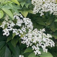 エルダーフラワー,ニワトコ,ハーブ,癒し,いい香り♡の画像