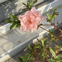 アマリリス,ネモフィラ,ネモフィラ,元気❗,アザレア❤️の画像