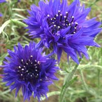 ヤグルマギク,ヤグルマギク（矢車菊）,スマホ撮影,花探し散歩の画像