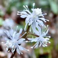 花言葉,山野草,花のある暮らし,早春の花,薬効の画像