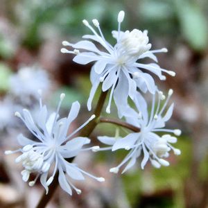 花言葉,山野草,花のある暮らし,早春の花,薬効の画像