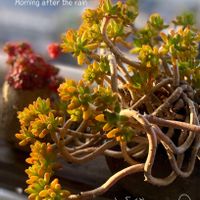 八千代,虹の玉,多肉植物,多肉植物のある暮らし,marの八千代の画像