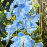 デルフィニウム,アップで撮りました,リビング・ダイニングの画像