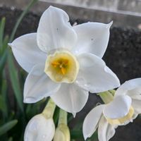 スイセン,水仙,畑の画像