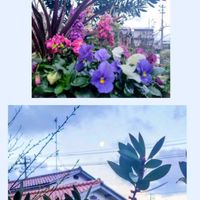 ブラシの木,花のある暮らし,繋がりに感謝✨,元気パワー届け✨,土曜日はお空の発表会の画像