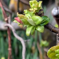オキザリス,オキザリス,カリン,シレネ,日本水仙の画像