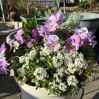 アリッサム,ヒヤシンス,ヒヤシンス,ビオラ,シルバーレースの画像