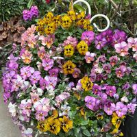 パンジー,お花,花のある暮らし,ビオラ・パンジー,花好きさんと繋がりたいの画像