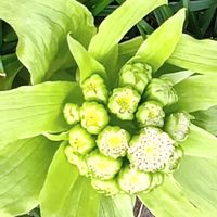 地植え,半日陰,畑の画像