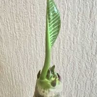 プルメリア,プルメリア♪,リビング・ダイニングの画像