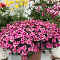 ボンザマーガレット,ボンザマーガレットコスモスピンク,サントリー フラワーズ,ラナンキュラスランドセルの画像