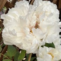 ボタン,京都府立植物園,早春の草花展2026の画像