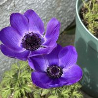 アネモネ,巨大化,畑,庭の画像