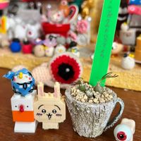 アルブカ,オーニソガラム トルツオスム,メルカリ多肉,繋がりに感謝✨,ｱﾙﾌﾞｶﾋﾟｰﾀﾝの画像