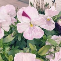 寄せ植え,小さな花壇,ガーデニング初心者,小さな庭の画像