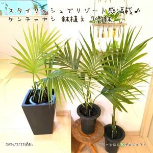 ,ケンチャヤシ,ケンチャヤシ,観葉植物,鉢植えの画像