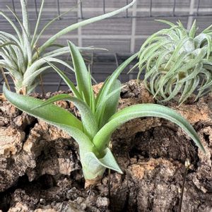 エアープランツ,ティランジア,ストレプトフィラ×キセログラフィカ,エアプランツ, チランジアの画像