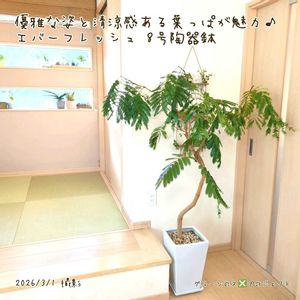 エバーフレッシュ,エバーフレッシュ,観葉植物,鉢植え,観葉植物専門店の画像