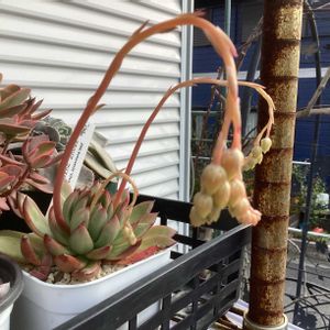 プレリンゼ,桃ちゃん,桃ちゃん,クリスマスイヴ,エケちゃんたちの花✨の画像