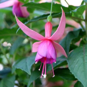 フクシア,温室,ピンクの花,アカバナ科,貴婦人のイヤリングの画像