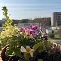 アメリカンブルー,葉牡丹,ビオラ,プリムラ　ジュリアン,グラハム トーマスの画像