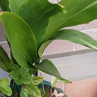 オモト,オモト,ハラン,オモトの実の画像