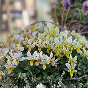 クリスマスローズ,パンジー・ビオラ,コルティルーチェ,ビオラ すみれ図鑑,すみれ図鑑の画像