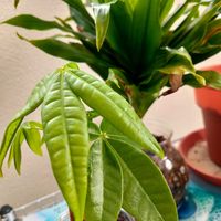 パキラ,ドラセナ コンパクタの画像