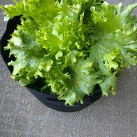 レタス,土壌改良,おおきくなったね♡,日々の成長を記録記録！^ ^,おうち園芸の画像