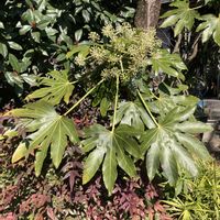 ヤツデ,ヤツデ,花壇,ガーデニング,庭木の画像