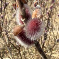アカメネコヤナギ,癒し,花のある暮らし,寒冷地,ノンビリの画像