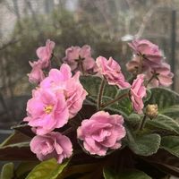 セントポーリアの画像