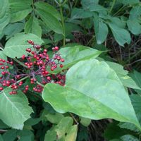 ニワトコ,ニワトコ,ニワトコ(接骨木),花言葉,思いやりの画像