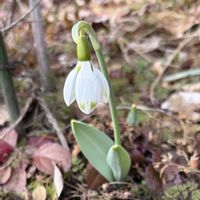 スノードロップ,癒し,花のある暮らし,お花畑    ,寒冷地の画像