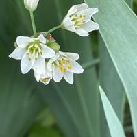 ハタケニラ,花壇,ガーデニング,山野草,ヒガンバナ科の画像