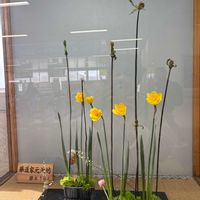 スイセン,ゼンマイ,生け花,池坊の画像