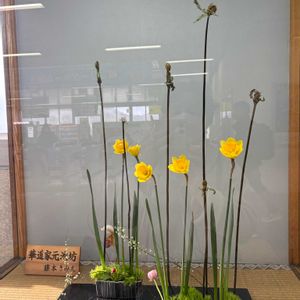 スイセン,ゼンマイ,生け花,池坊の画像