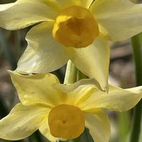 スイセン,キブサスイセン,花壇,ガーデニング,山野草の画像