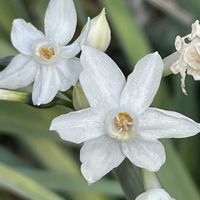 スイセン,花壇,ガーデニング,山野草,ヒガンバナ科の画像