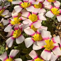 オキザリス,Oxalis obtusa,Oxalis obtusa Cream Dance,Oxalis obtusa Crane Dance,Oxalis obtusa Crane Danceの画像