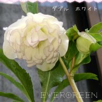 クリスマスローズ,クリスマスローズ ニゲル,クリスマスローズ ダブルホワイト,クリスマスローズ 原種系 ノイガー,クリスマスローズ 雅 うすぎぬの画像