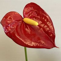 アンスリウムの画像