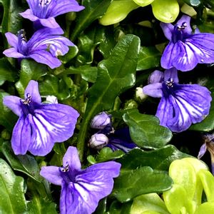 ヒメキランソウ,ヒメキランソウ,ヒメキランソウ,姫金瘡小草,ヒメキランソウ（姫金瘡小草）の画像