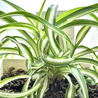 オリヅルラン,オリヅルラン ボニー,観葉植物,PR,三ツ星品質モニターの画像