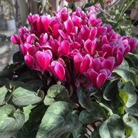 ガーデンシクラメン 軽井沢育ち ジョーカー,ガーデンシクラメン軽井沢育ちシャインレッド,アネモネ（極み）,オステオスペルマム　3D ブルーベリーシェイク,ベランダガーデンの画像