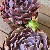 シャビアナ,エケベリア ロジーフリルズ,多肉植物,エケベリア属,6日はカエルの日の画像