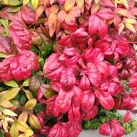 オタフクナンテンの画像