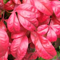 オタフクナンテンの画像